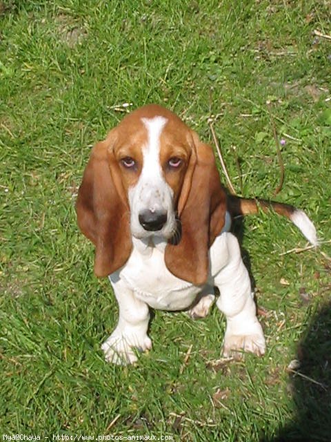 Photo de Basset hound