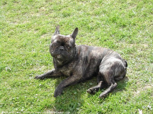 Photo de Bouledogue franais