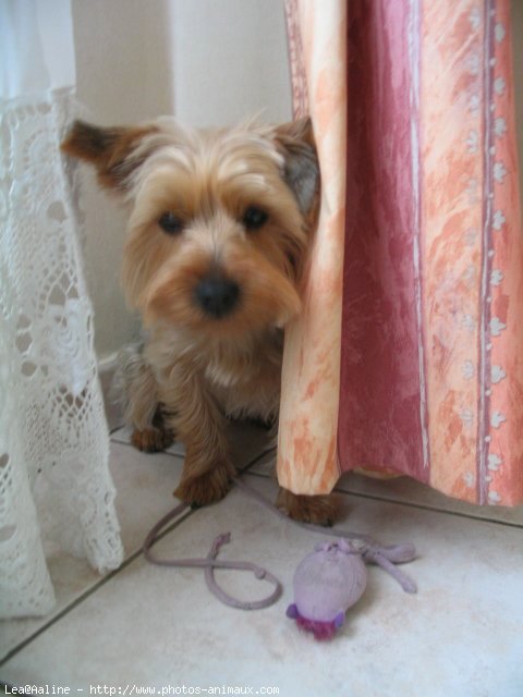 Photo de Yorkshire terrier