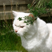 Photo de British shorthair