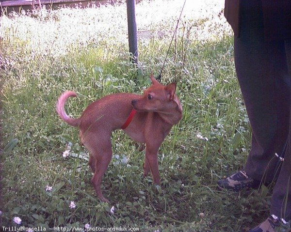 Photo de Chihuahua  poil court