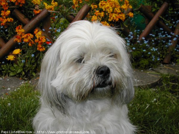 Photo de Lhassa apso