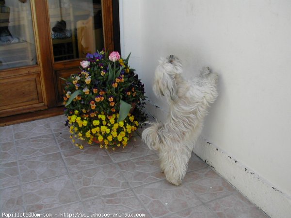 Photo de Lhassa apso