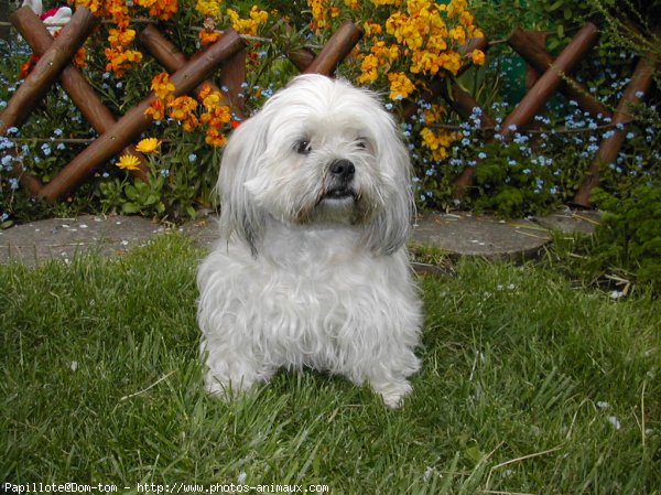 Photo de Lhassa apso