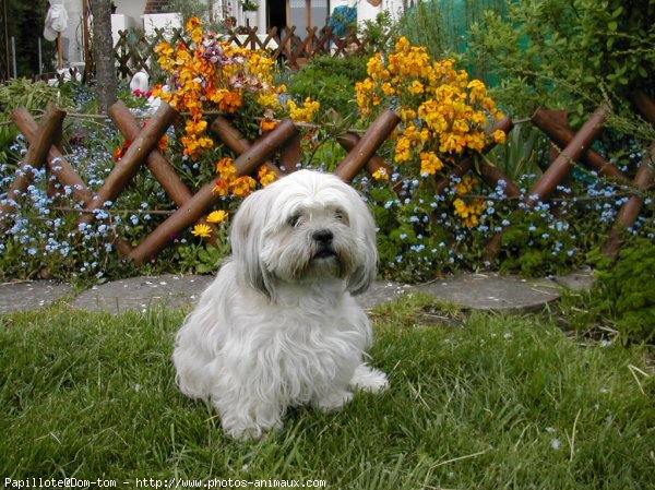 Photo de Lhassa apso