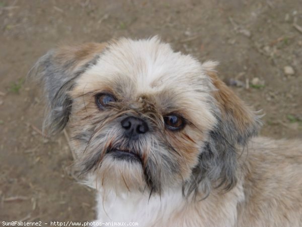 Photo de Shih tzu