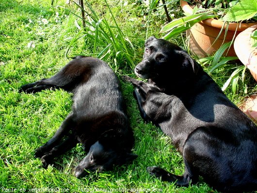 Photo de Races diffrentes