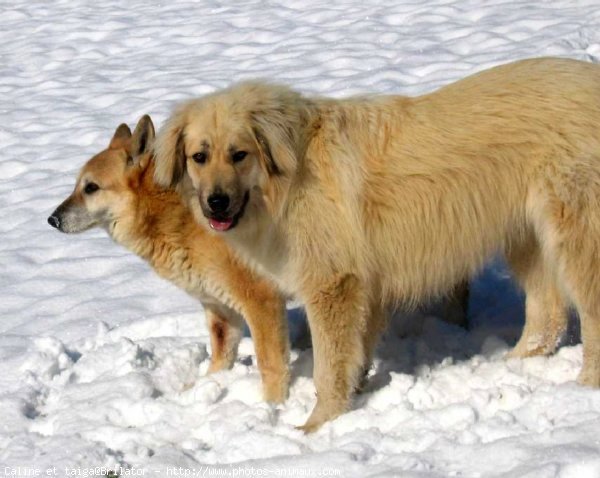 Photo de Races diffrentes