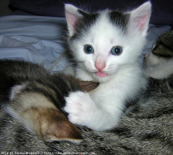 Photo de Chat domestique