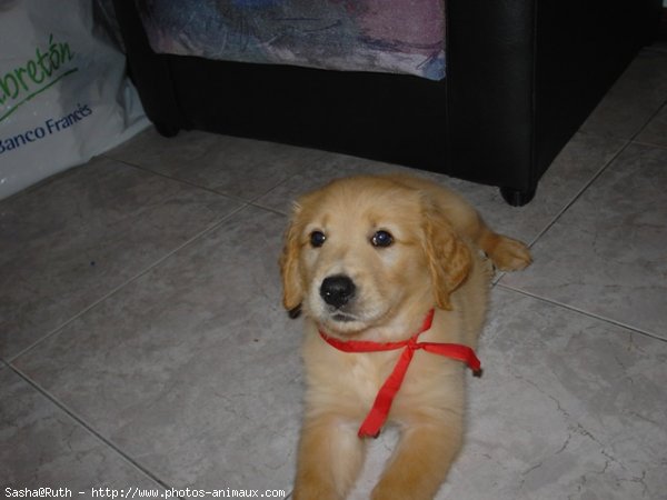 Photo de Golden retriever