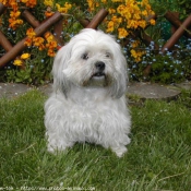 Photo de Lhassa apso