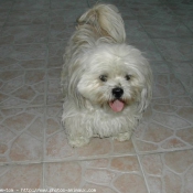 Photo de Lhassa apso