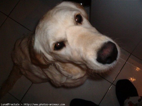 Photo de Golden retriever