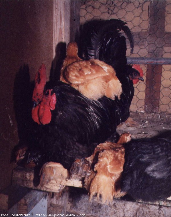 Photo de Poule