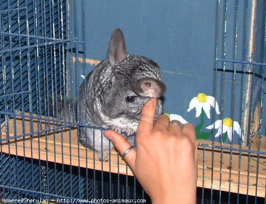 Photo de Chinchilla