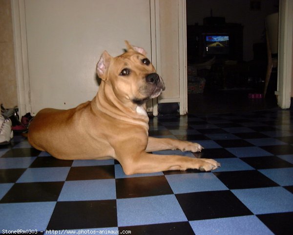 Photo d'American staffordshire terrier