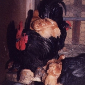 Photo de Poule