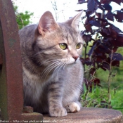 Photo de Chat domestique