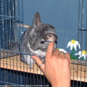 Photo de Chinchilla