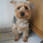 Photo de Yorkshire terrier