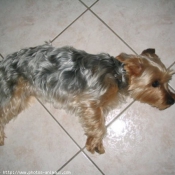 Photo de Yorkshire terrier