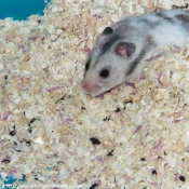 Photo de Hamster