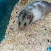 Photo de Hamster