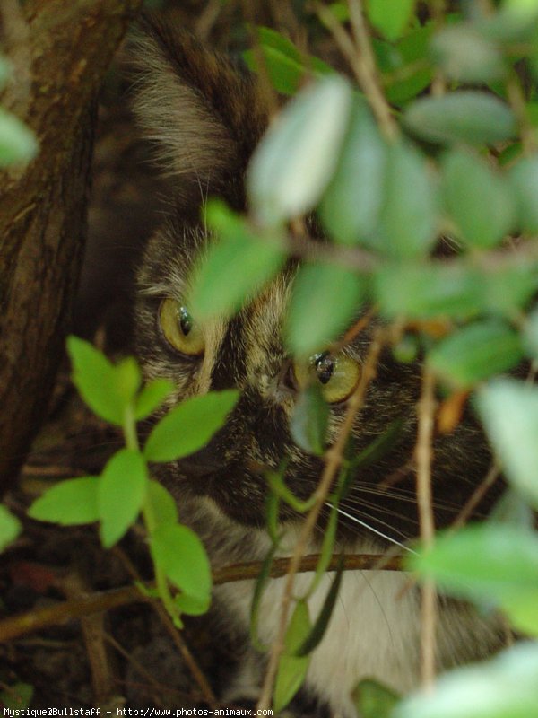 Photo de Chat domestique