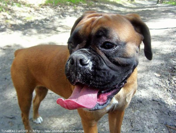 Photo de Boxer