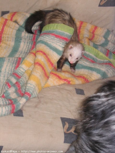 Photo de Furet