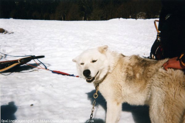 Photo de Husky siberien