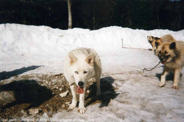 Photo de Husky siberien