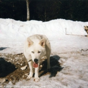 Photo de Husky siberien