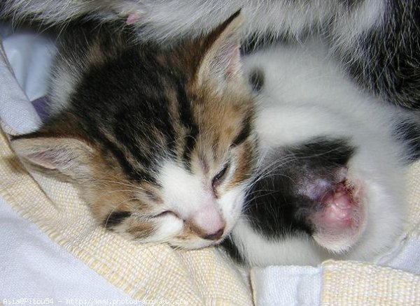 Photo de Chat domestique