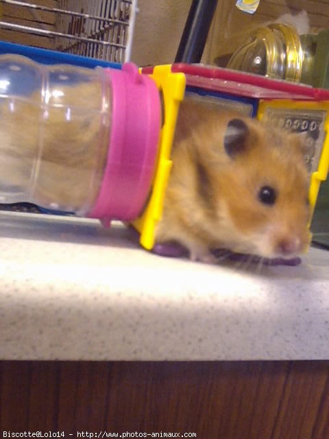 Photo de Hamster