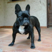 Photo de Bouledogue franais