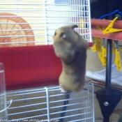 Photo de Hamster