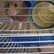 Photo de Hamster