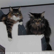 Photo de Maine coon