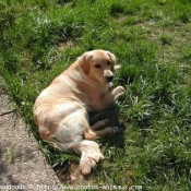 Photo de Golden retriever