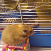 Photo de Hamster