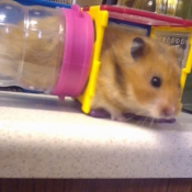 Photo de Hamster