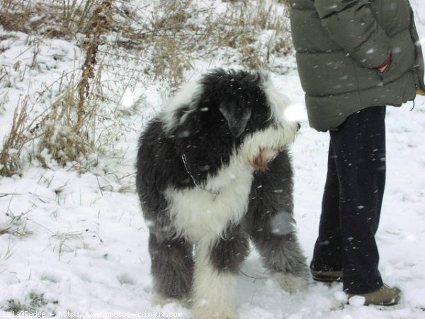 Photo de Bobtail