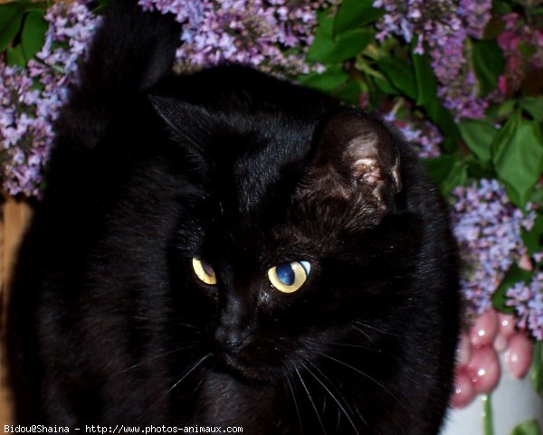 Photo de Chat domestique