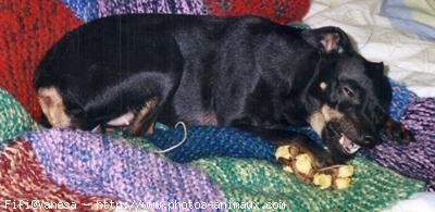 Photo de Pinscher nain