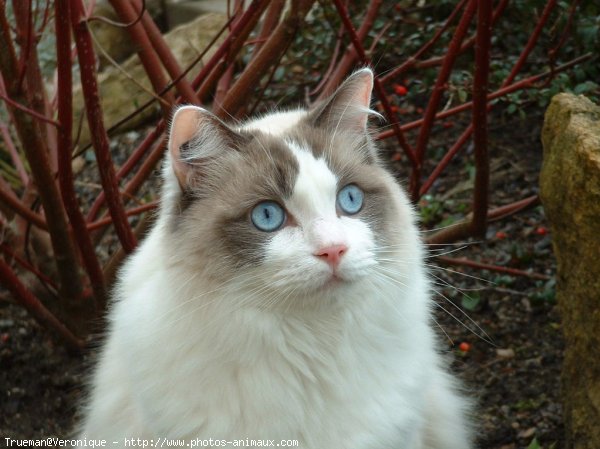 Photo de Ragdoll