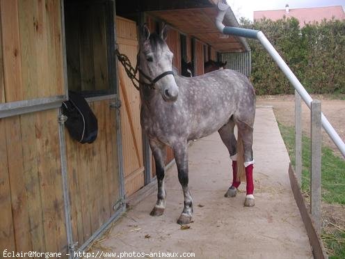 Photo de Poney franais de selle