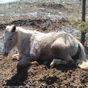 Photo d'Appaloosa