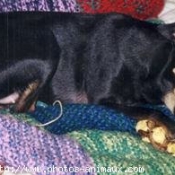 Photo de Pinscher nain