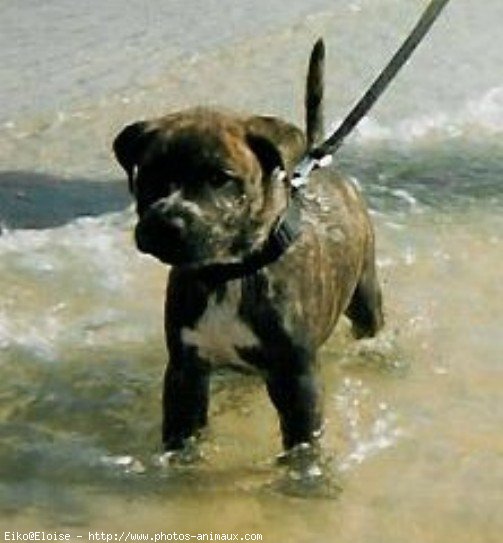 Photo d'American staffordshire terrier